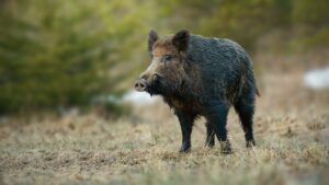 Male wild boar with white tusks sticking out of snout on spring meadow
