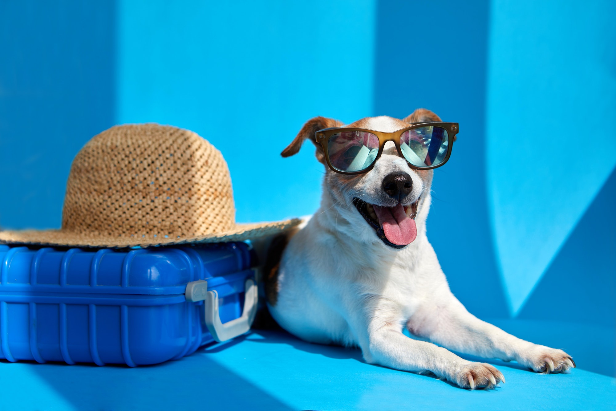 Pet in sunglasses lies with suitcase isolated